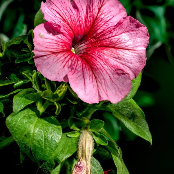 Beautiful Blooming pink Petunia hybrid grandiflora Limbo flowers on a green leaves background. Flower head close-up.
