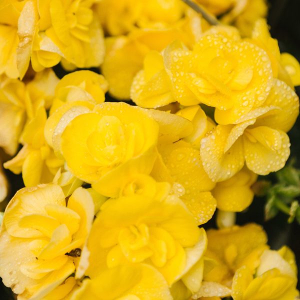 close-up photography of yellow cluster flowers