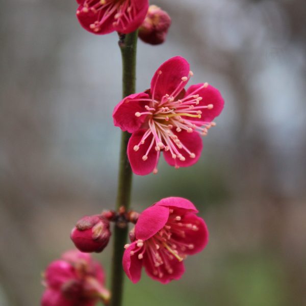 close-up-pink-flowering-plant