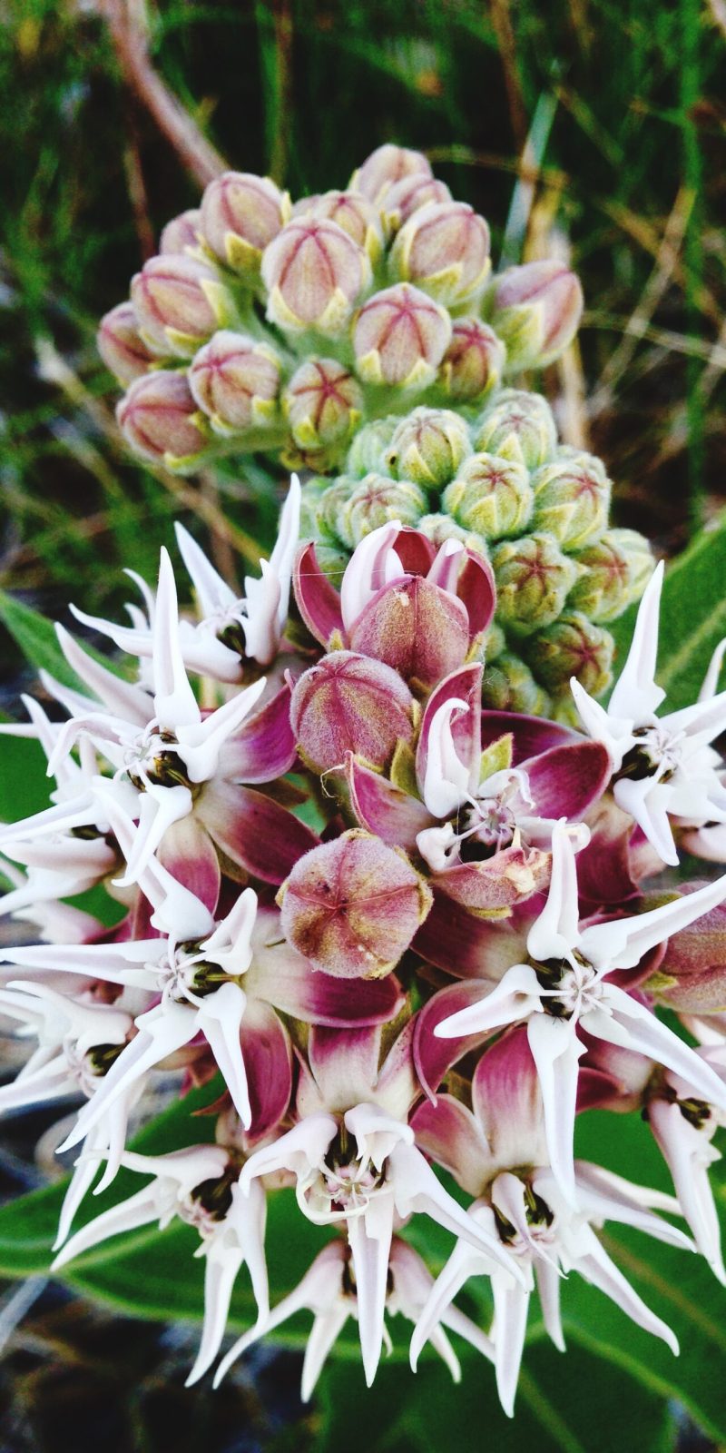 close-up-pink-flowers-blooming-outdoors close-up-pink-flowers-blooming-outdoors