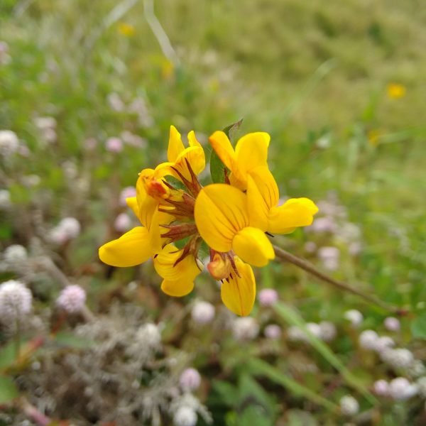 close-up-yellow-flower-blooming-field
