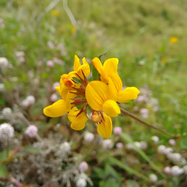 close-up-yellow-flower-blooming-field