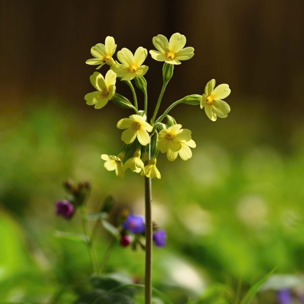 Cowslip (Primula veris) flower. Beautiful spring flower