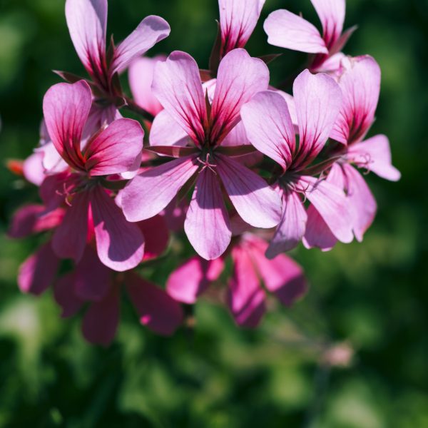 texture-close-up-flowers